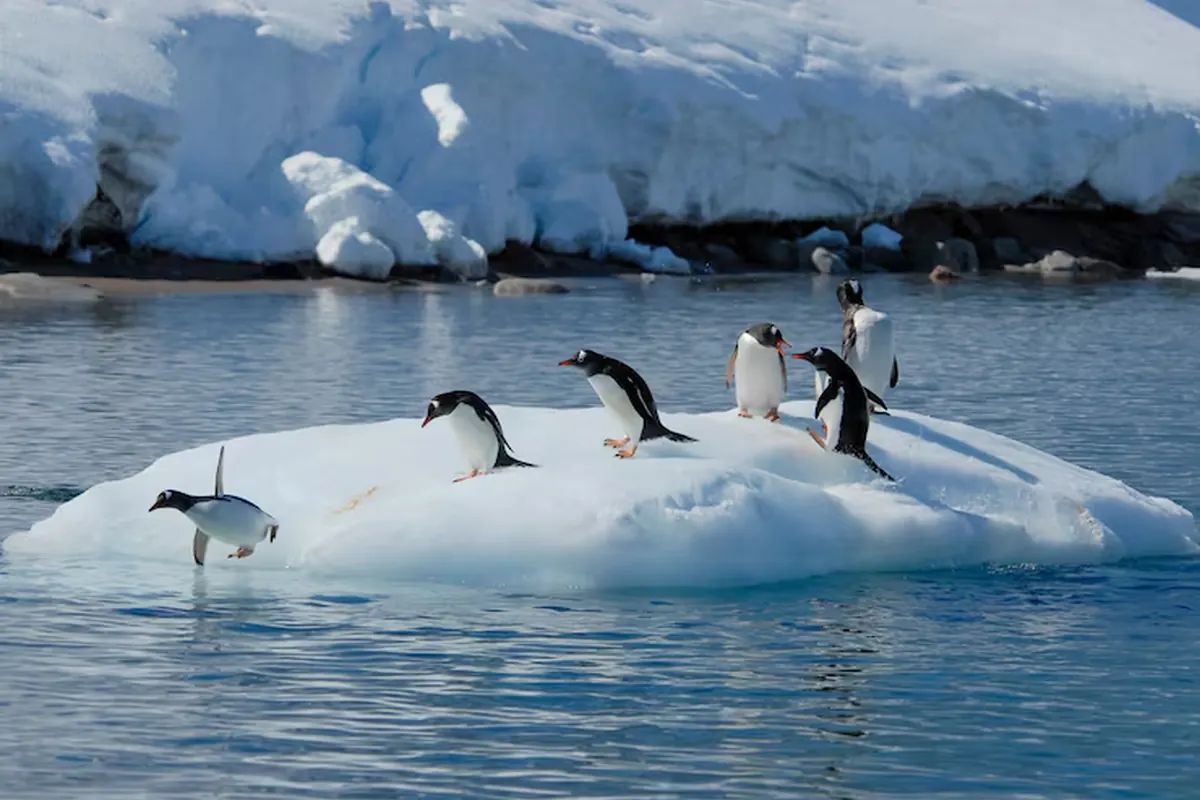 Pingüinos reunidos sobre hielo flotante en aguas antárticas