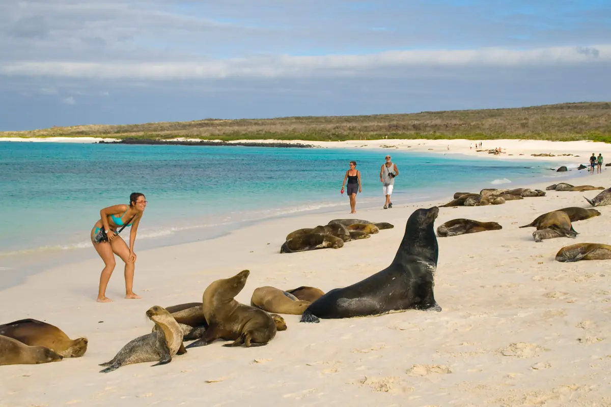 Lobos marinos descansando en una playa de Galápagos